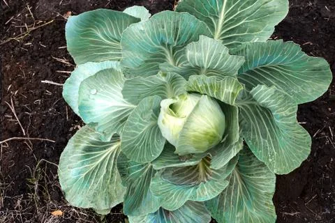 A head of cabbage grows in the garden Stock Photos