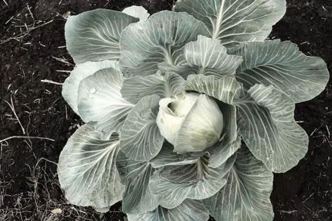 A head of cabbage grows in the garden Stock Photos
