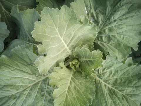 A head of cabbage grows in the garden Stock Photos