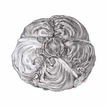 Head of cabbage High quality pencil drawing Illustrazione stock