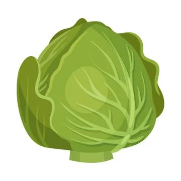 Head of Cabbage Isolated on White Background Vector Illustration Ilustración de archivo