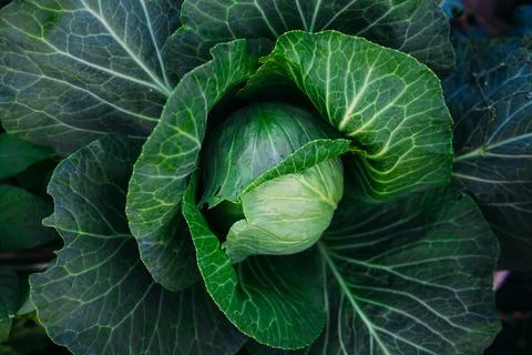Head of cabbage of mature cabbage on a bed Stock-Fotos