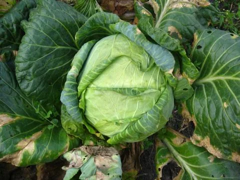 Head of cabbage Stock Photos