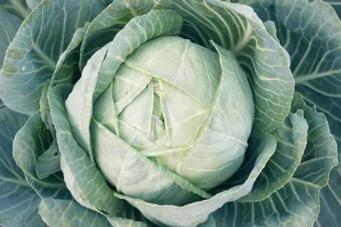 A head of cabbage Stock Photos
