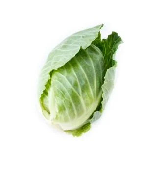 Head of cabbage. Stock Photos