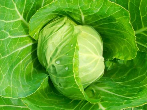 Head of cabbage Stock Photos
