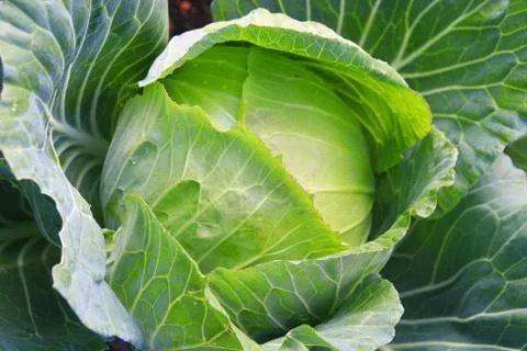Head of cabbage Foto stock