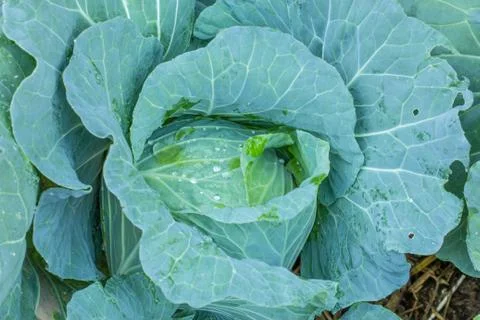 A head of cabbage Stock Photos