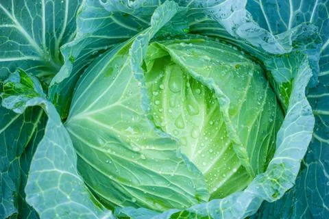 A head of cabbage Stock Photos