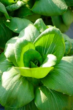 Head of cabbage Stock Photos