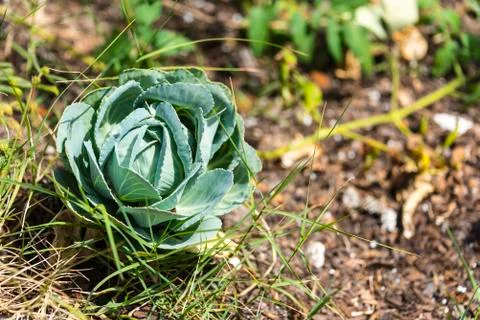 Head of Cabbage Stock Photos
