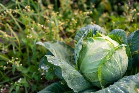 Head of cabbage Stock Photos