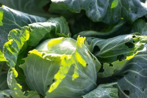 Head of cabbage Stock Photos