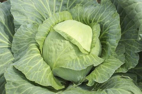 Head of cabbage Stock Photos