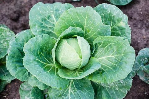 Head of cabbage plugs Stock Photos