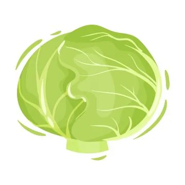 Head of cabbage. Vector illustration on white background. Ilustración de archivo