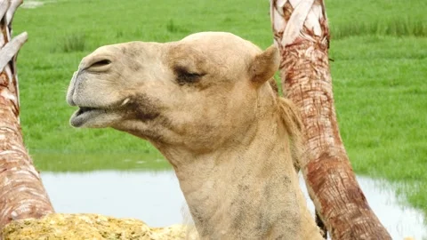 Head of a camel against palm trees with water and green grass Stock Footage 157303770