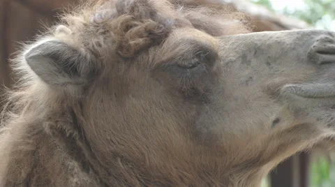 Head of a camel for animal background  Stock Footage 61406257