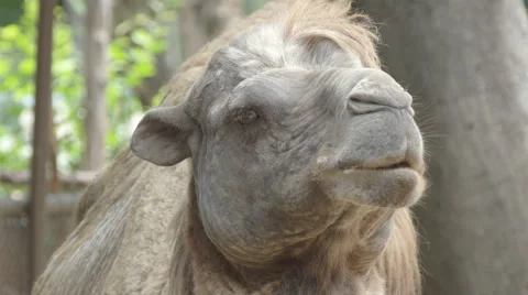 Head of a camel for animal background  Stock Footage 61407051