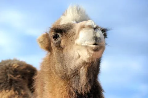 Head of a camel on a background of blue sky Stock-Fotos