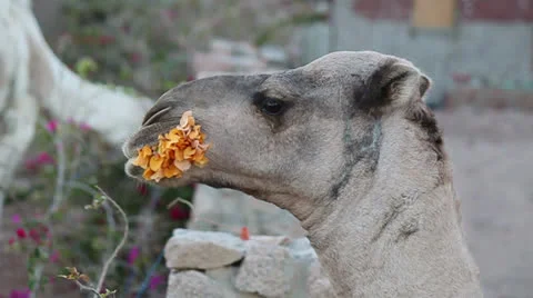 Head of a camel chewing yellow flower Video stock 25877534