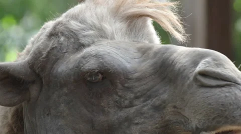 Head of a camel close up for animal background  Stock Footage 61377197
