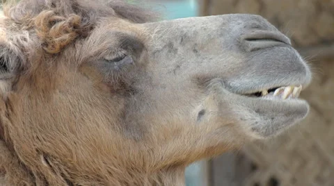 Head of a camel close up for animal background  Stock Footage 61377729