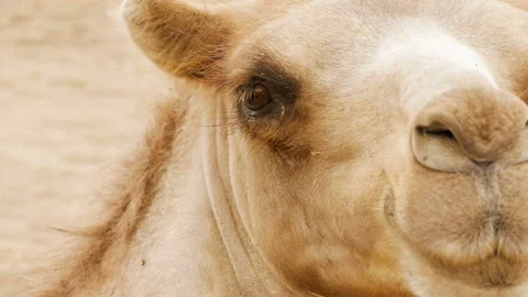Head of a camel looking around Video stock 93862869