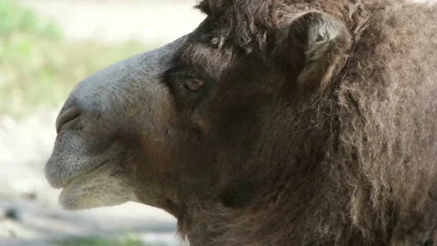 Head of a camel looking, slow motion Stock Footage 80492541