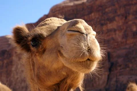 Head of camel Stock Photos
