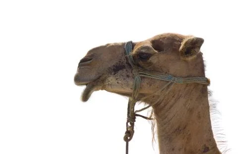 Head of the camel Stock Photos