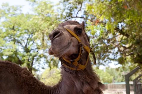 A head of the camel Stock Photos
