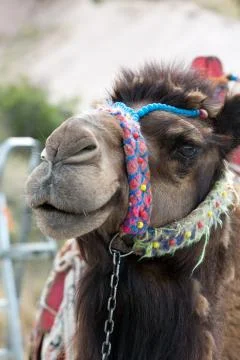 Head of the camel Stock Photos