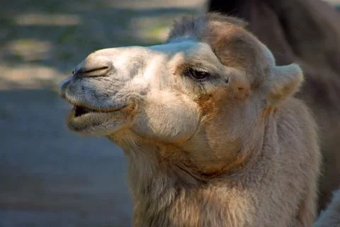 Head of a camel Stock Photos