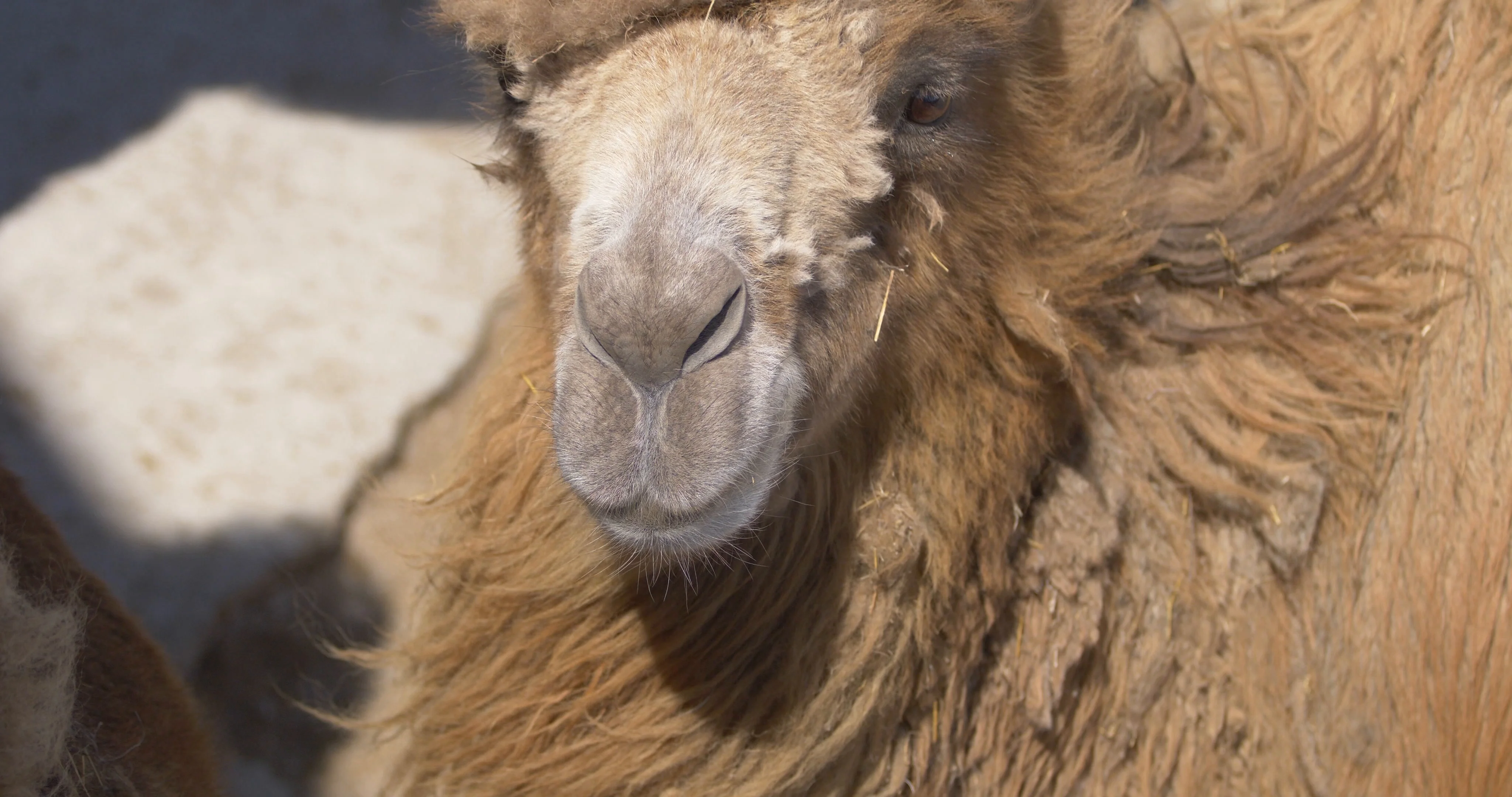 head of a camel with waving hair in the ... | Stock Video | Pond5