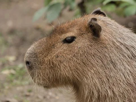 Head of a capybara Stock Photos