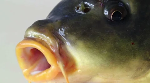 Head carp closeup, macro Stock Footage 8654265