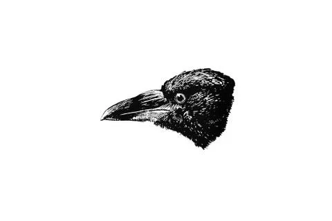 Head of CARRION CROW (Corvus corone) - Vintage Engraved Illustration 1889 Stock Illustration