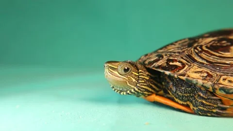 The head of a Caspian turtle. terrapin, tortoise isolated on a green background Stock Footage 148420514