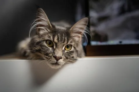 Head cat close up on a dark background 库存照片