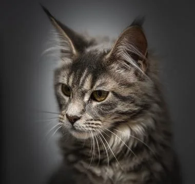 Head cat close up on a white background 库存照片