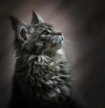 Head cat close up on a white background Stock-Fotos