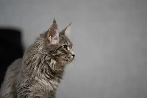 Head cat close up on a white background Fotos Stock