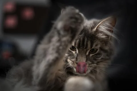 Head cat close up on a white background Foto stock