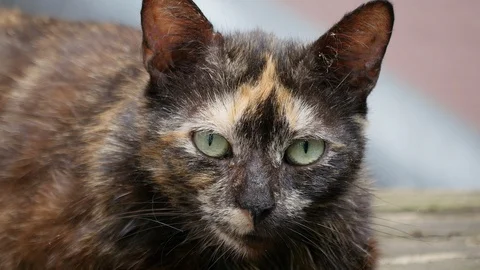 Head of a cat closeup Vídeo Stock 91138661