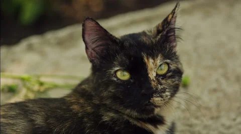 Head of a Cat Stock Footage 27241791