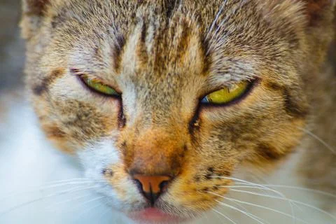 Head of a cat with half-closed eyes close-up. A soothing picture to relax aft Stock Photos