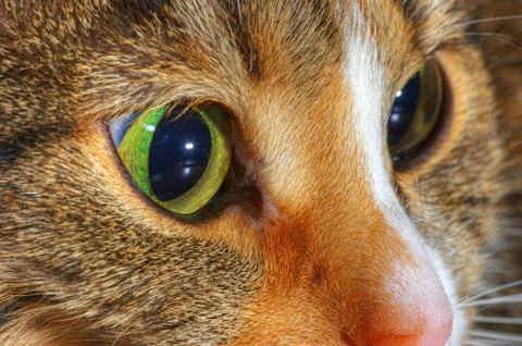 The head of a cat 스톡 사진