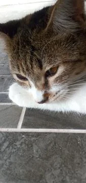 The Head of A Cat Stock Photos