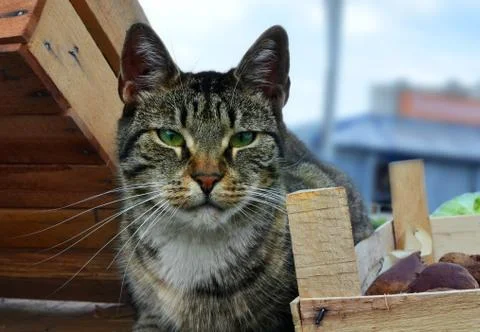 The head of the cat sitting among boxes. Stock Photos